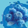 Blue Razz Rock Candy